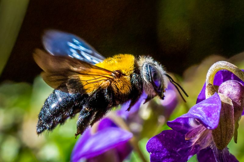 Ground Bees Removal