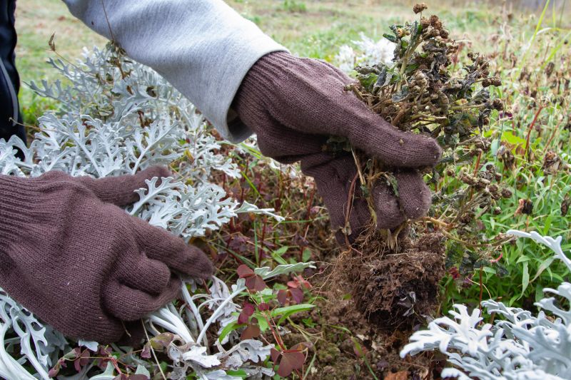 Ground Bees Removal