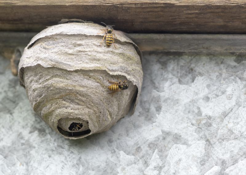 Ground Bees Removal
