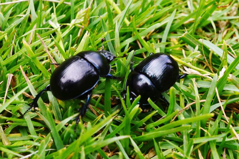 Ground Bees Removal