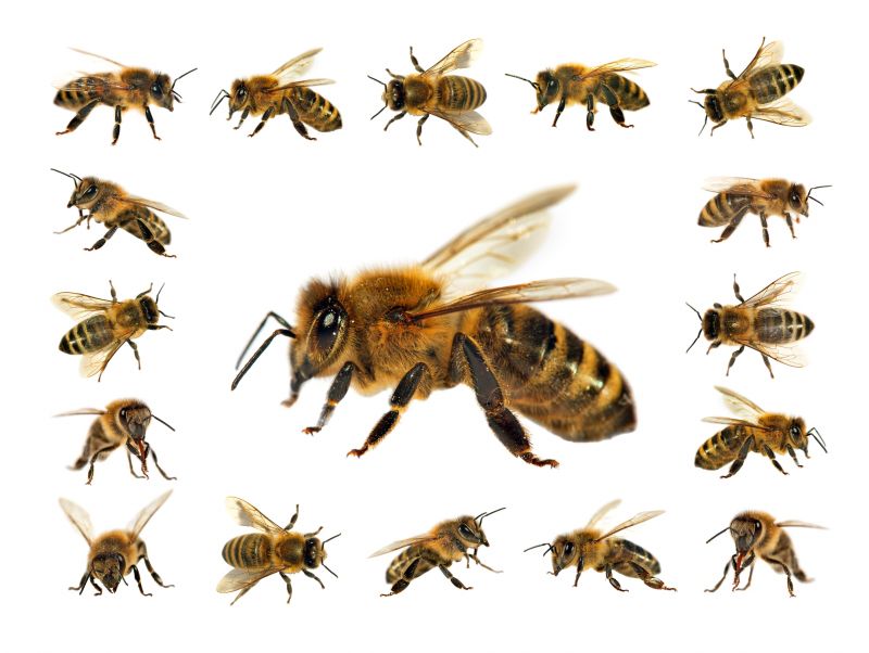 Ground Bees Removal