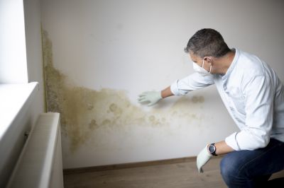 Mold Remediation Service