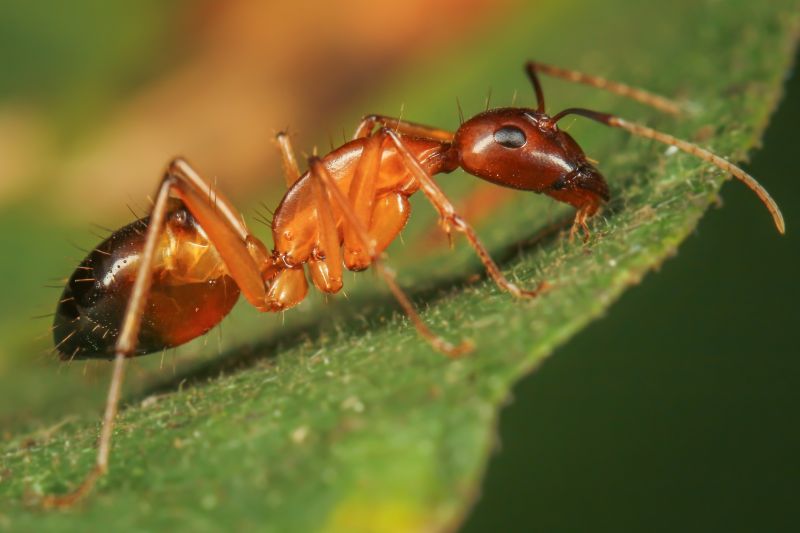 Red Ant Extermination