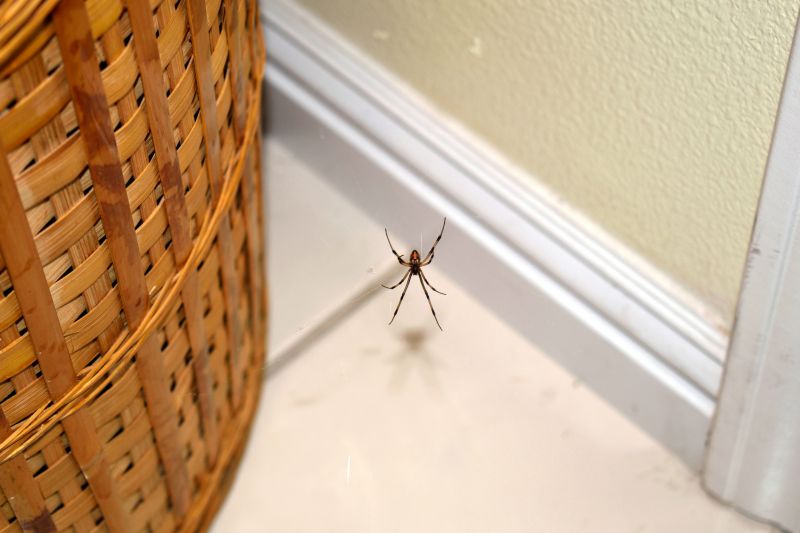 Spider Extermination Service