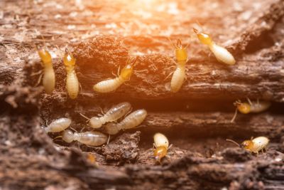 Termite Damage Repair Service
