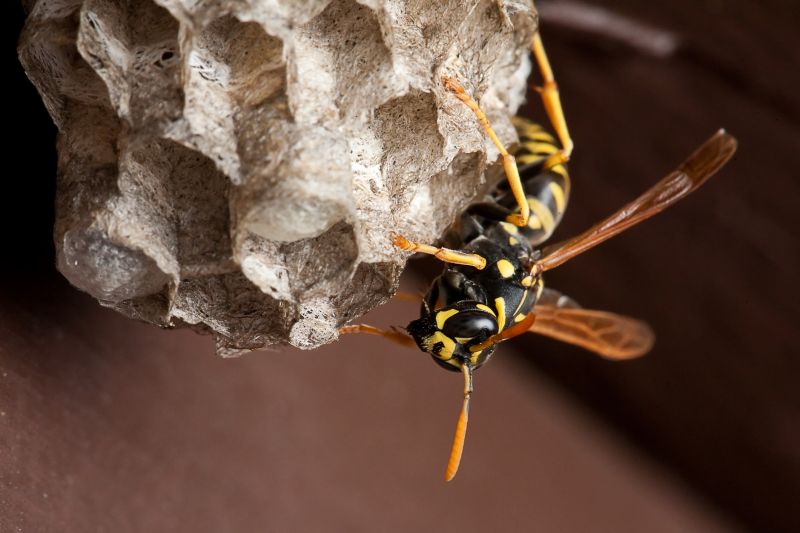 Wasp Extermination Service