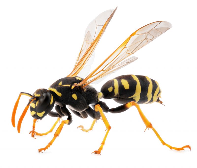 Wasp Extermination Service