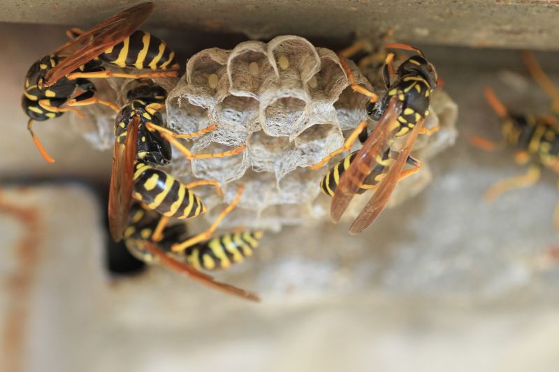 Wasp Extermination Service
