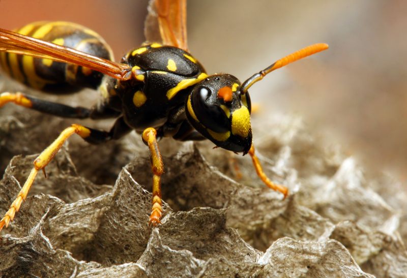 Wasp Extermination Service