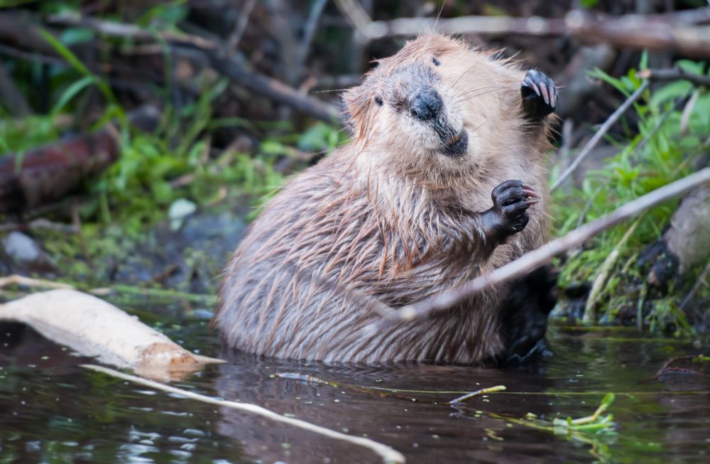 Beaver Control
