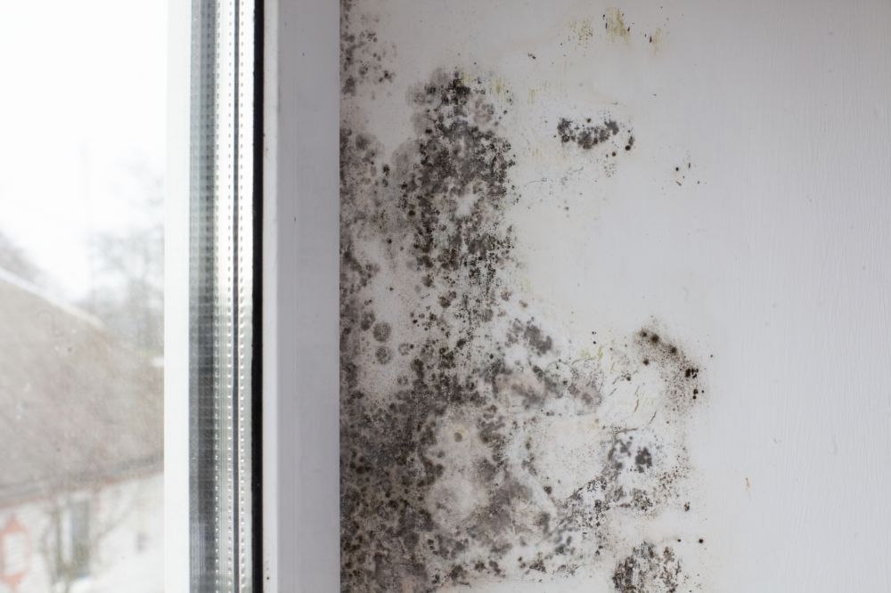Mold Remediation