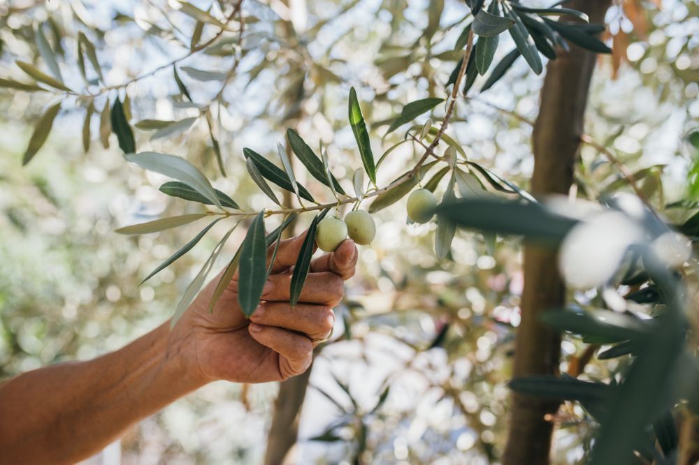 Olive Tree Maintenance