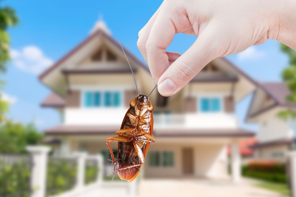 Pest Removal Service