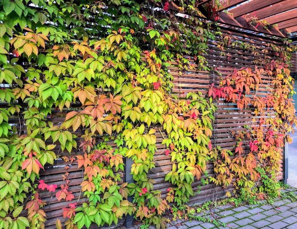 Virginia Creeper Removal JensonBrothers virginia-creeper-removal-jensonbrothers