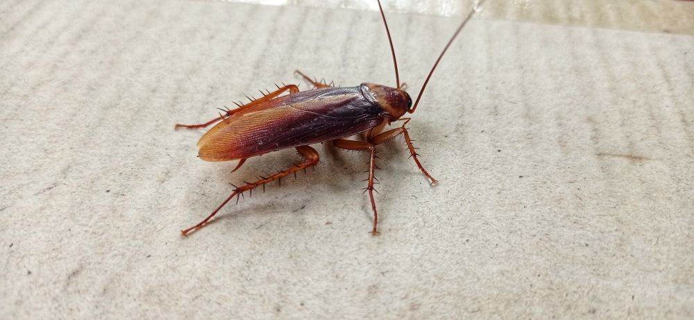 Cockroach Control