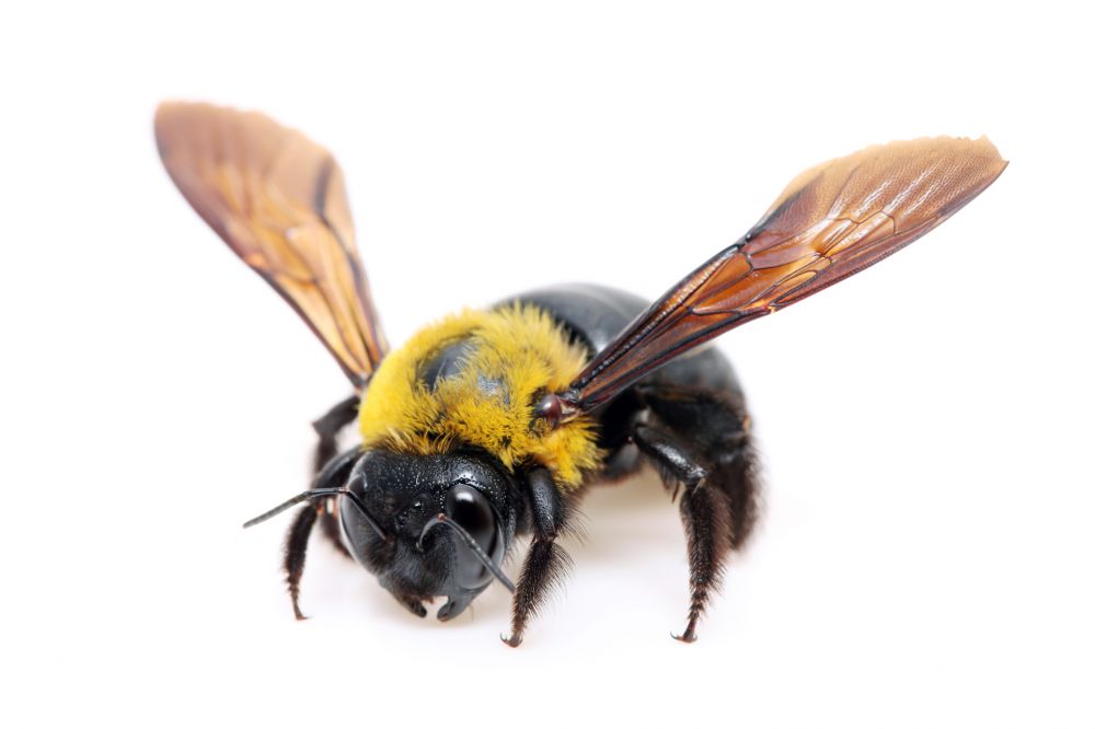 Carpenter Bee Control