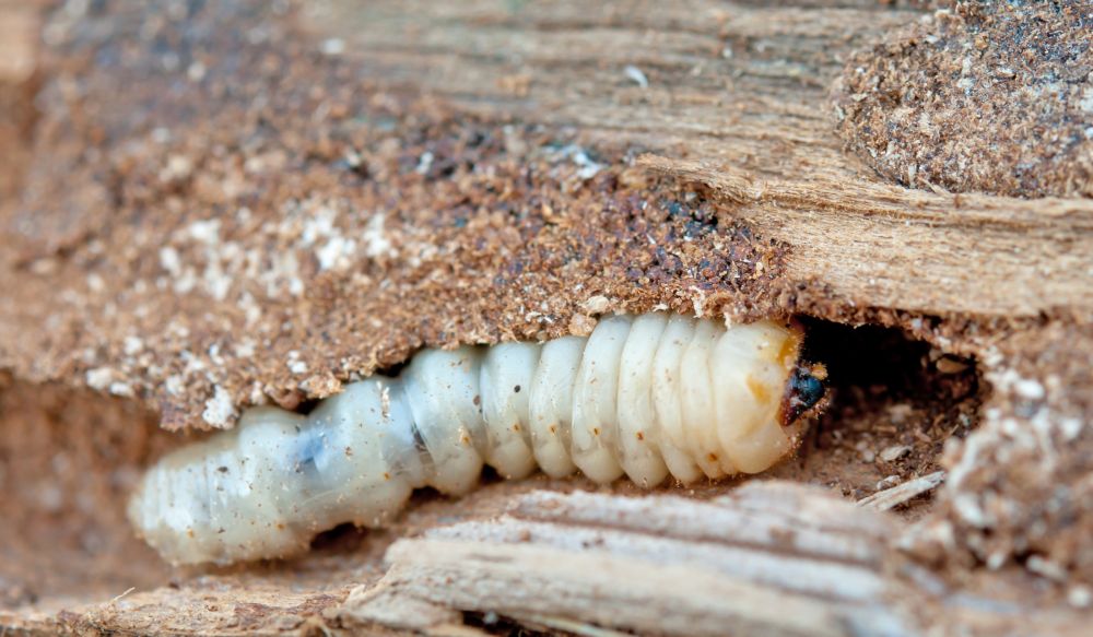 Woodworm Treatment