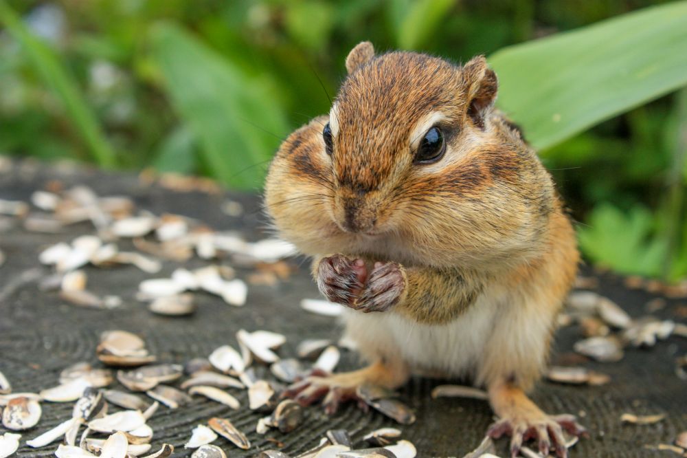Chipmunk Control