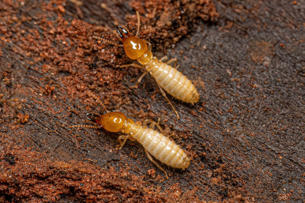 Termite Prevention