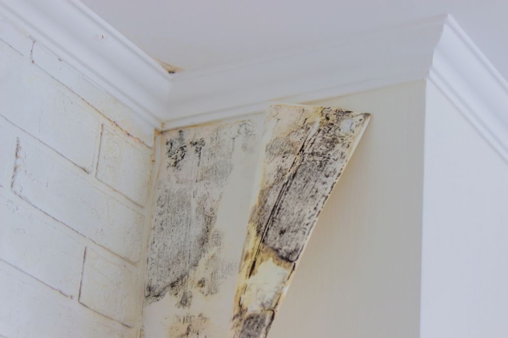 Mold And Mildew Removal