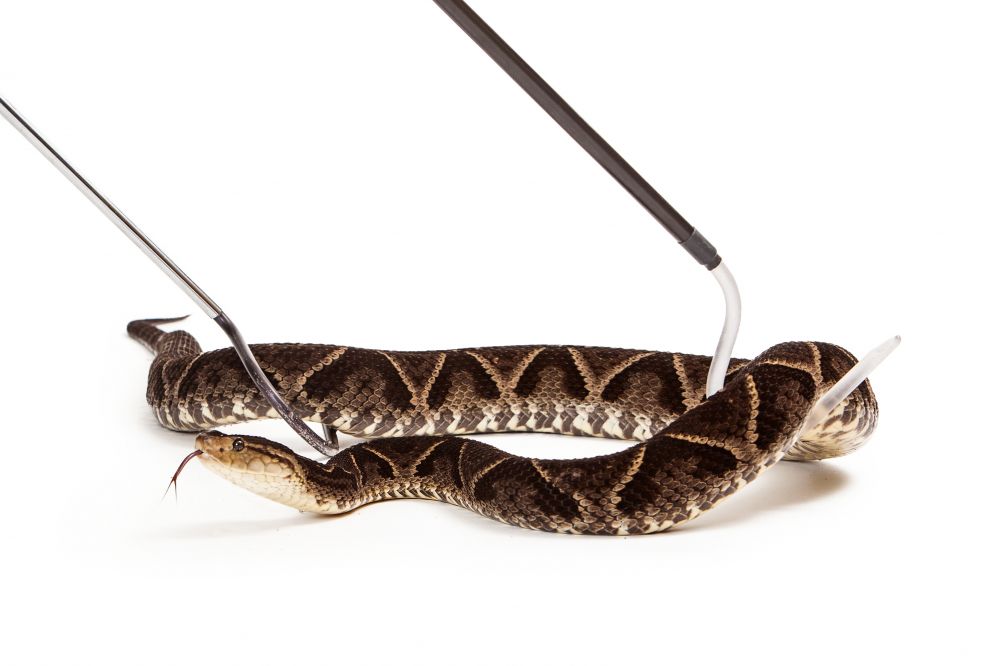 Snake Abatement Service