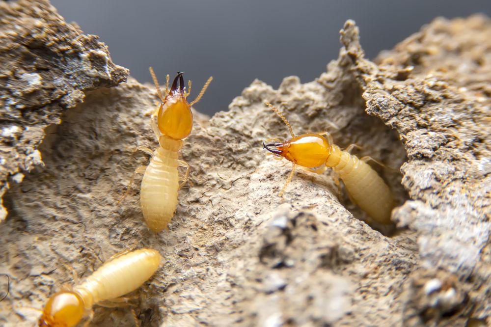 Termite Removal Service