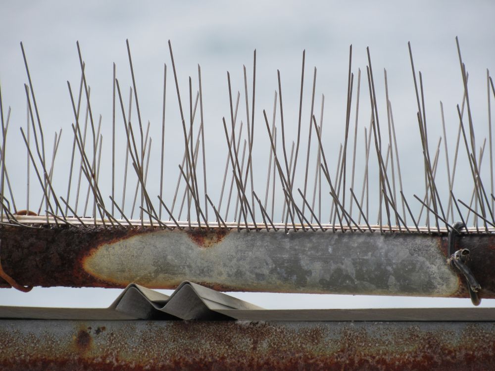 Bird Deterrent Service