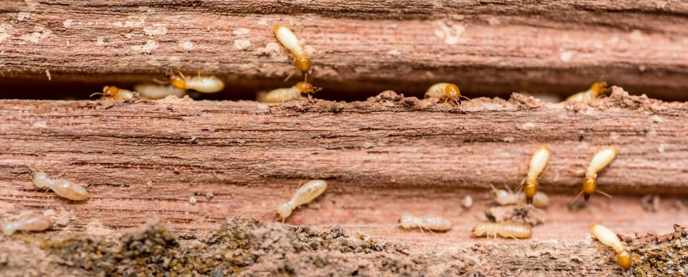 Termite Extermination