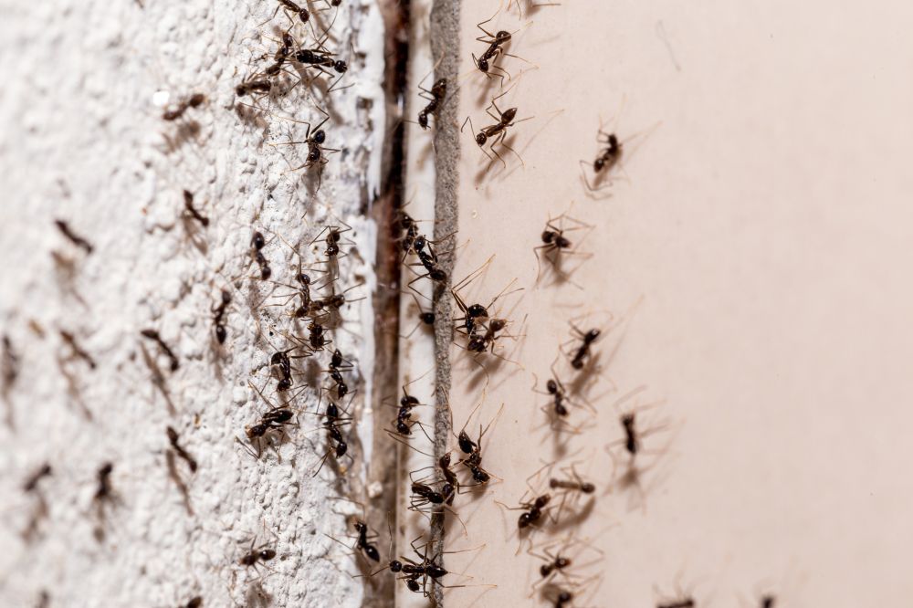 Ant Pest Control