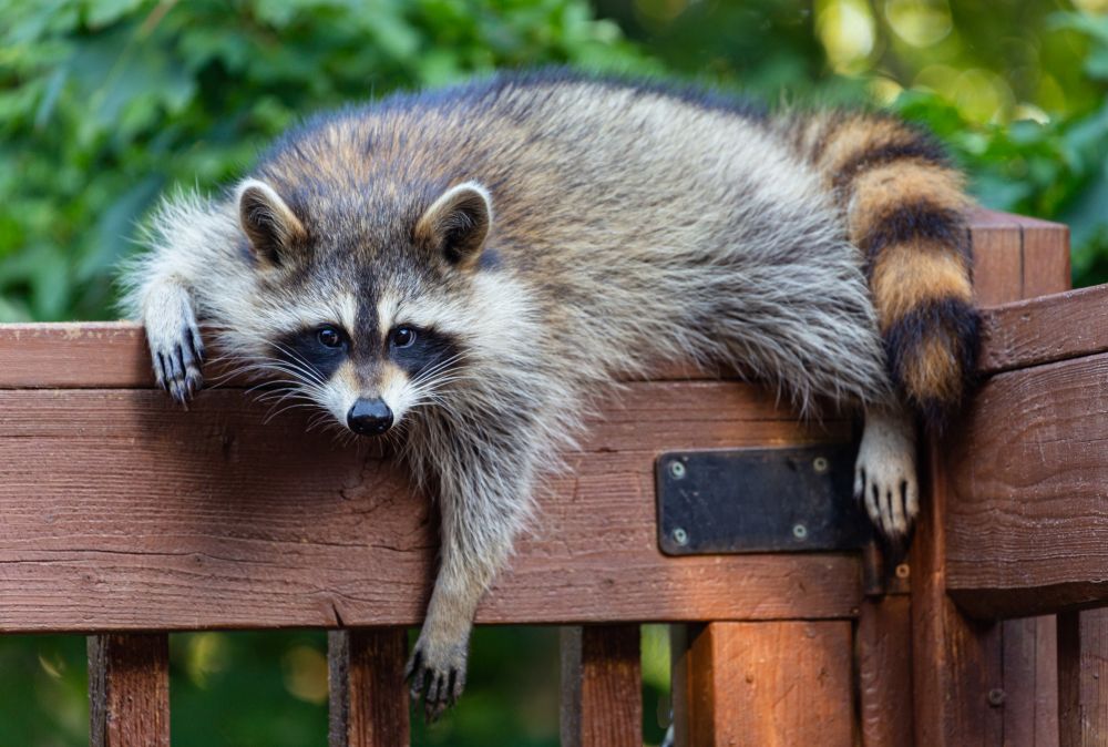 Raccoon Pest Control