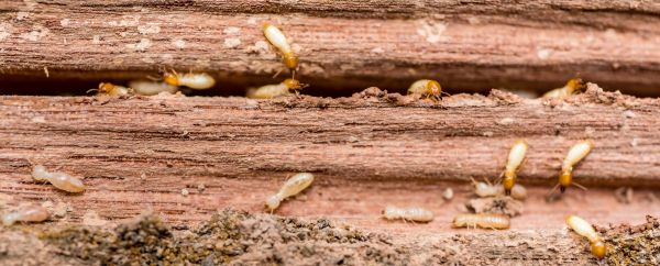 Wood Pest Inspection