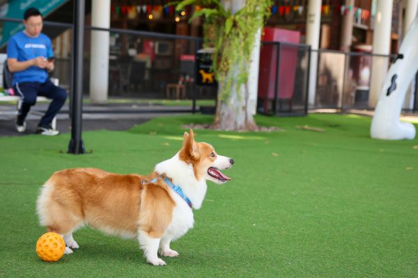 Petsafe Turf Installation