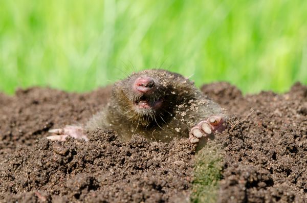 Mole Management
