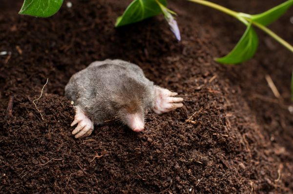 Mole Eradication Service
