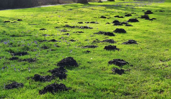 Mole Removal Service