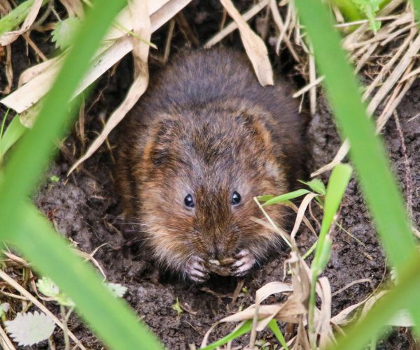 Vole Management