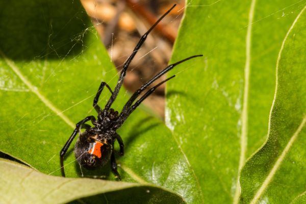 Black Widow Elimination