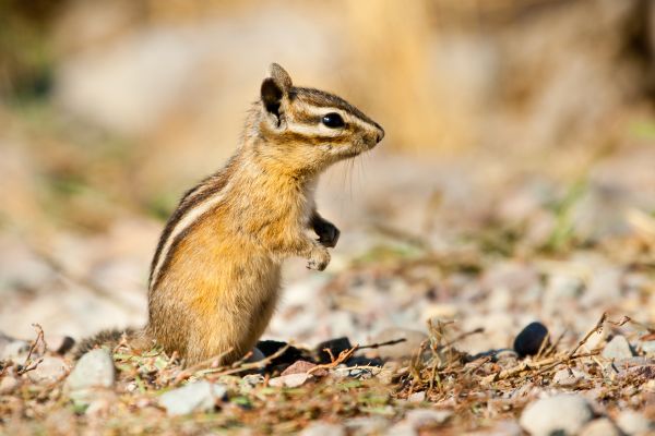 Chipmunk Wildlife Removal