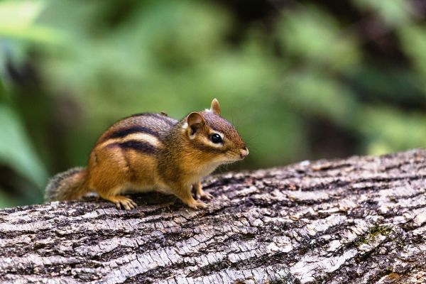 Chipmunk Relocation