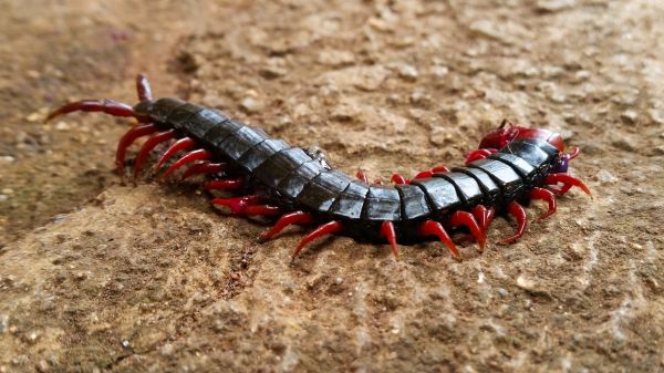 Centipede Treatment