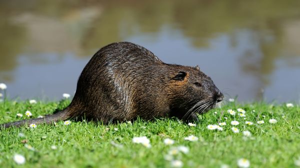 Muskrat Extermination