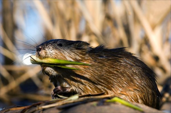 Muskrat Control