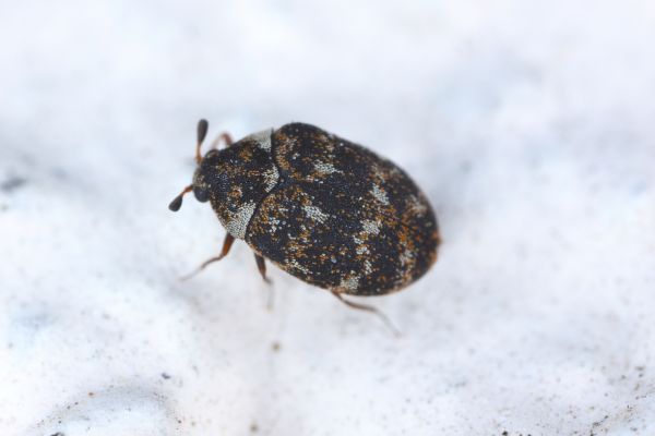 Carpet Beetle Pest Control