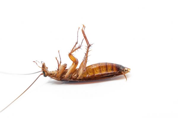 Cockroach Infestation Control