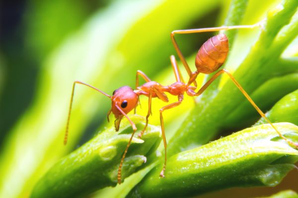 Fire Ant Extermination