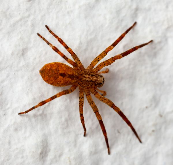 Brown Recluse Pest Control