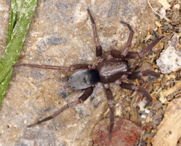 Mouse Spider Treatment