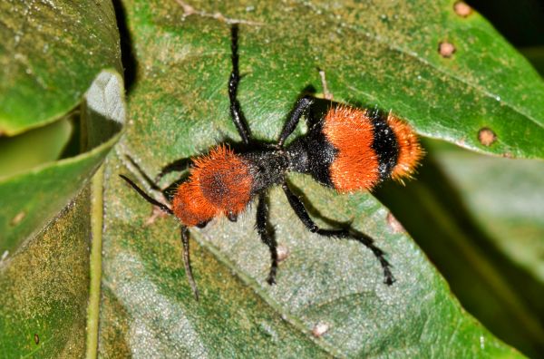 Velvet Ant Treatment