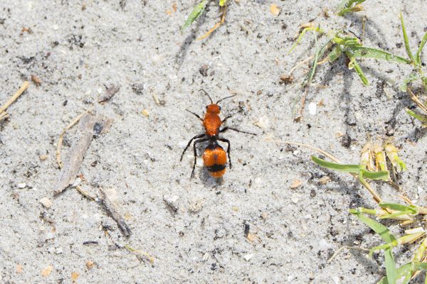 Velvet Ant Removal