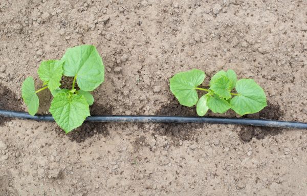 Outdoor Irrigation Repair